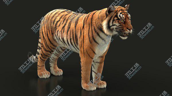 images/goods_img/20210312/3D Bengal Tiger RIG XGEN model/1.jpg